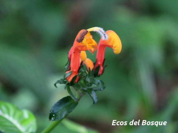 Centropogon granulosus