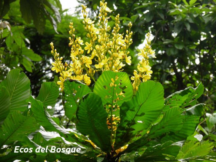 Cespedesia spathulata (Tabacón)