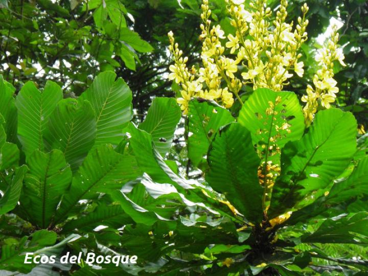 Cespedesia spathulata (Tabacón)