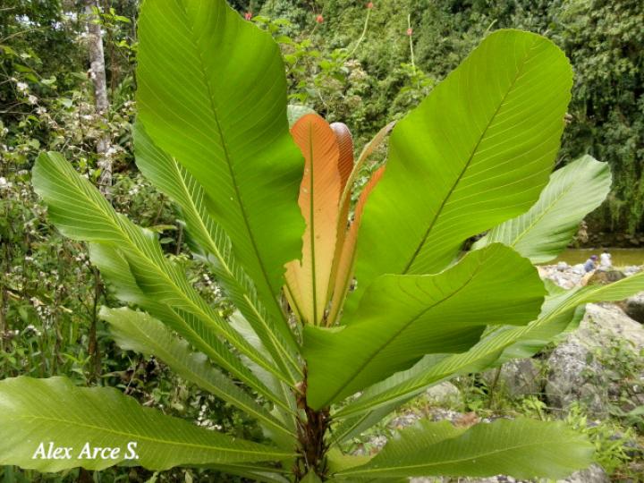 Cespedesia spathulata (Tabacón)