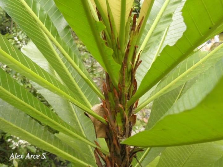 Cespedesia spathulata (Tabacón)