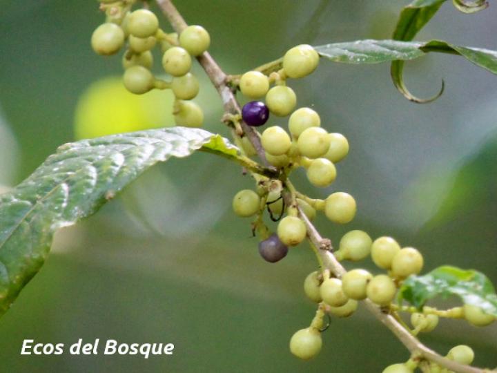 Cestrum microcalyx (Zorrillo)