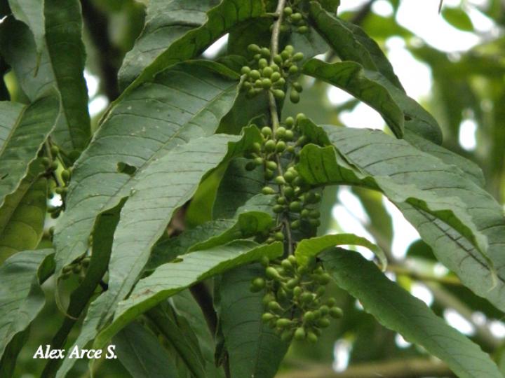 Cestrum microcalyx (Zorrillo)