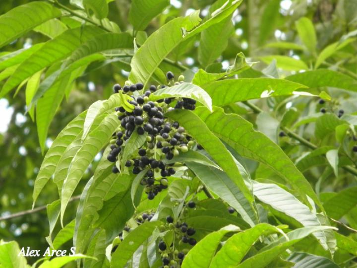 Cestrum microcalyx (Zorrillo)