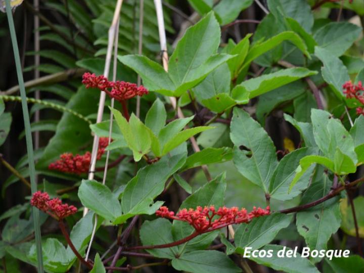 Cissus erosa