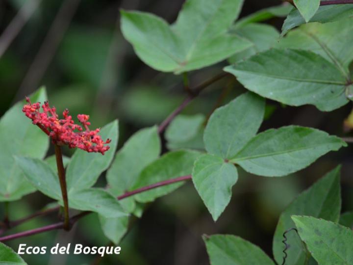 Cissus erosa