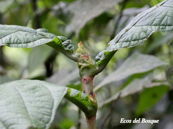 Coccoloba tuerckheimii