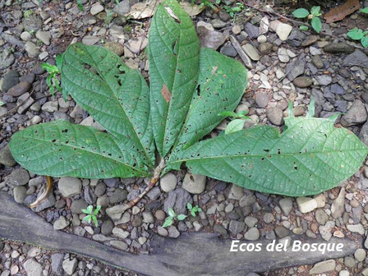 Coccoloba tuerckheimii