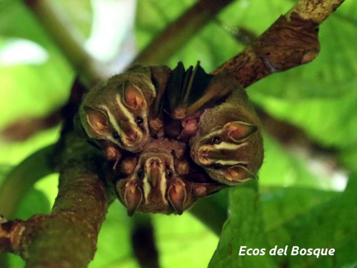 Coccoloba tuerckheimii