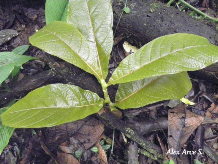 Coccoloba tuerckheimii