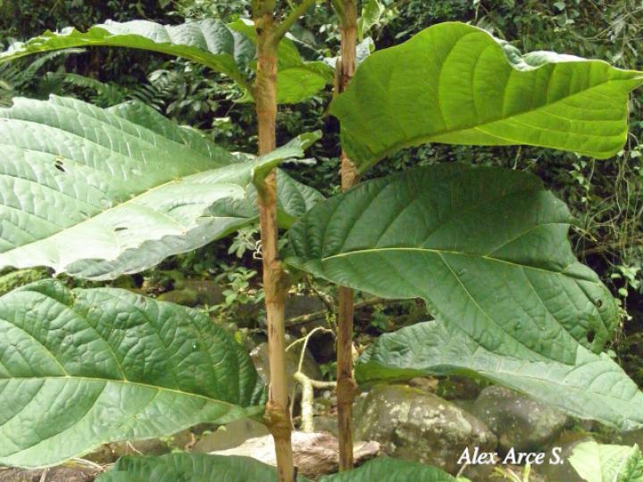 Coccoloba tuerckheimii