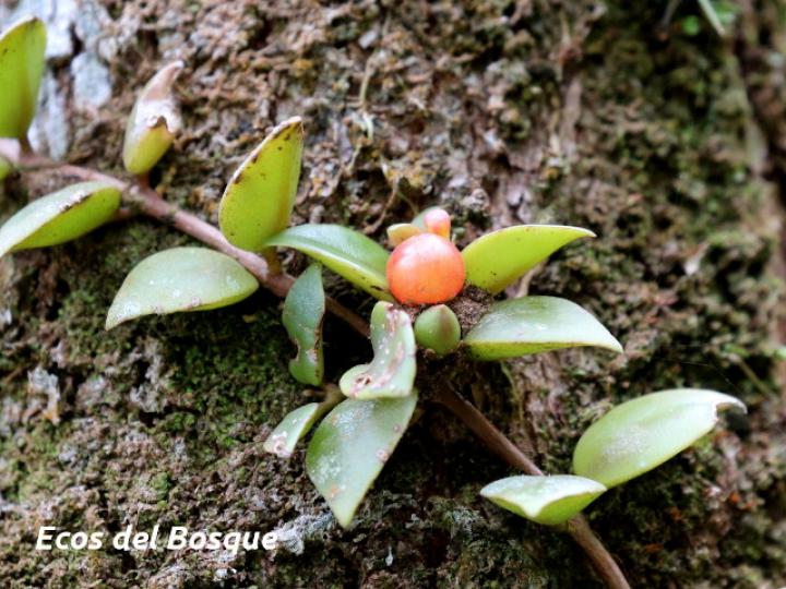 Codonanthe crassifolia