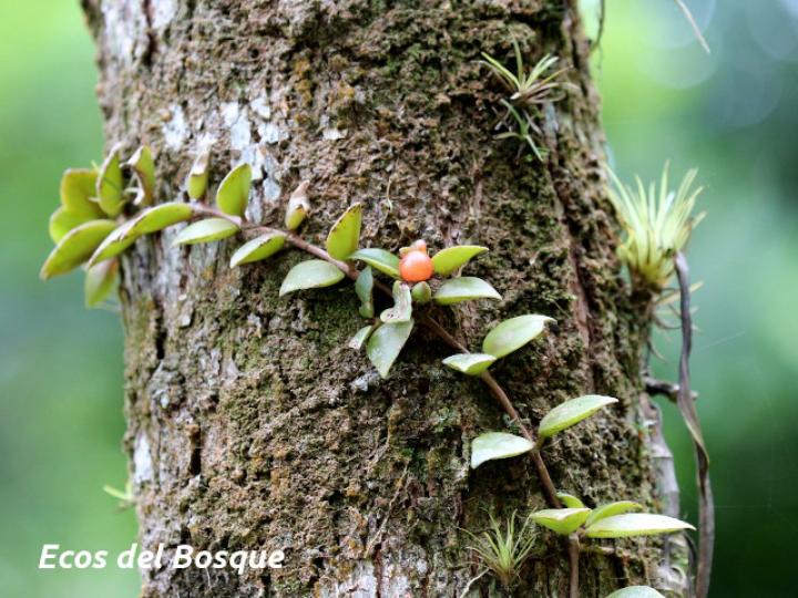 Codonanthe crassifolia