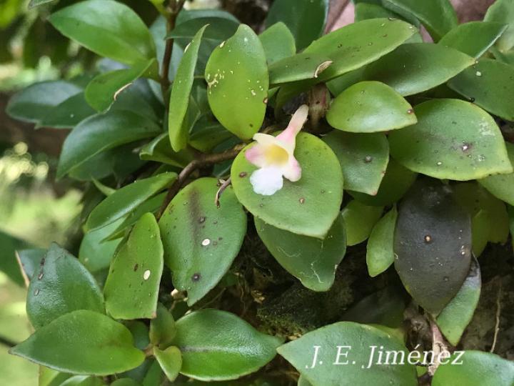 Codonanthe crassifolia