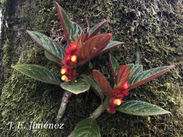 Columnea calotricha