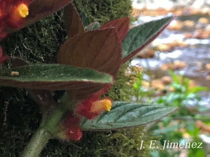 Columnea calotricha