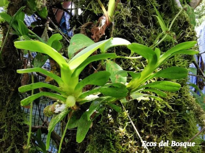 Dichaea morrisii