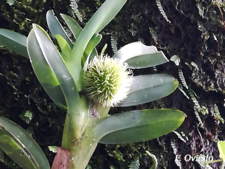Dichaea morrisii