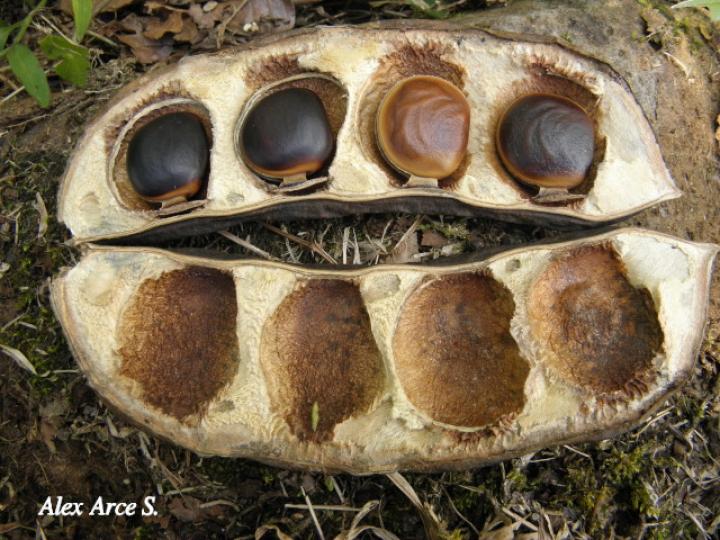 Dioclea malacocarpa