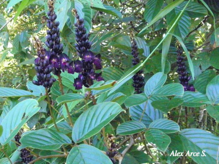 Dioclea malacocarpa
