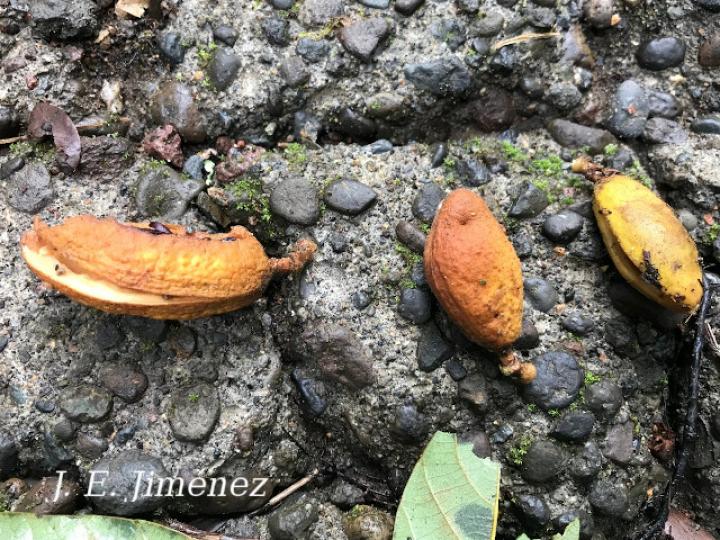 Dussia atropurpurea (Frijolón)