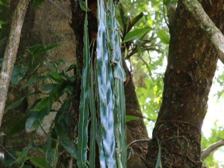 Elaphoglossum herminieri