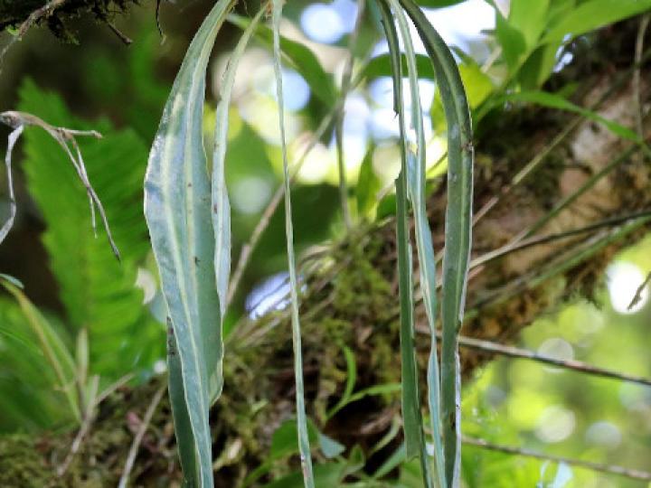 Elaphoglossum herminieri