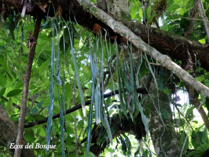 Elaphoglossum herminieri