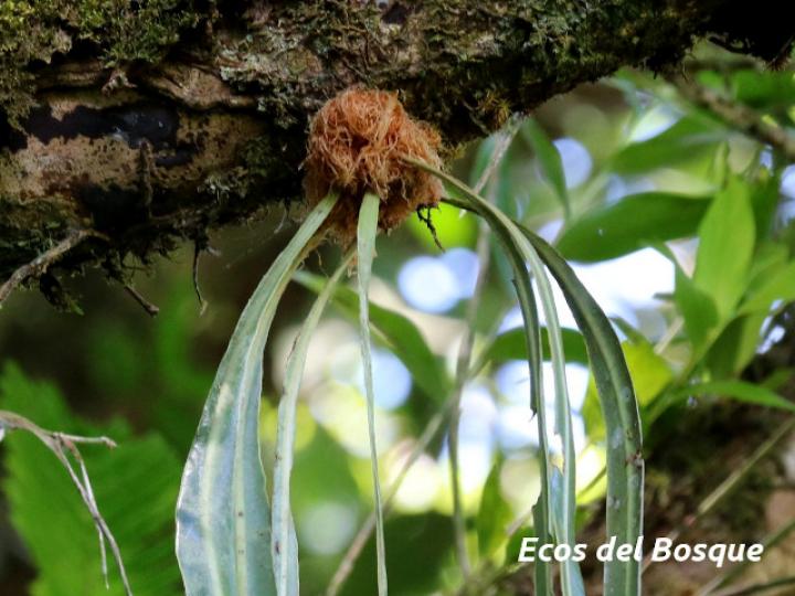 Elaphoglossum herminieri