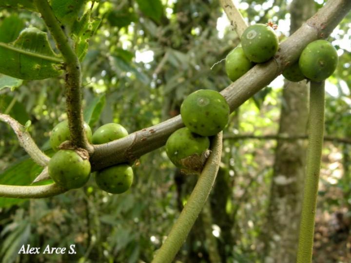 Ficus brevibracteata (Higuerón)