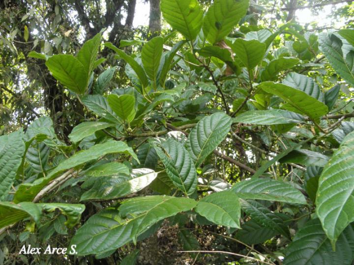 Ficus brevibracteata (Higuerón)