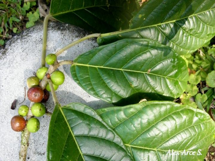 Ficus brevibracteata (Higuerón)