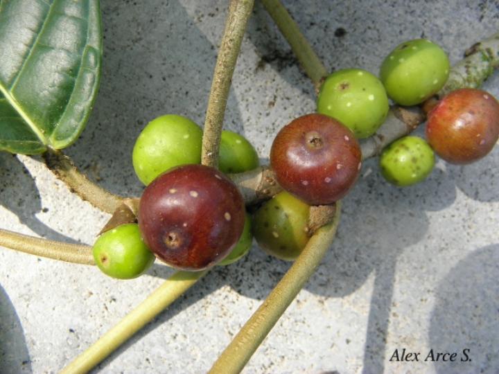 Ficus brevibracteata (Higuerón)