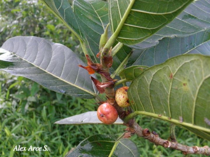 Ficus costaricana (Higuerón)