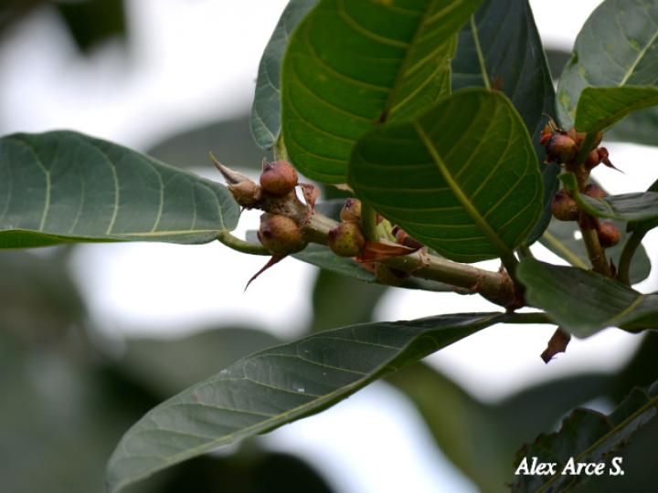 Ficus costaricana (Higuerón)