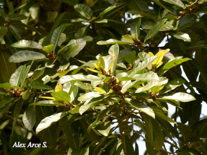 Ficus costaricana (Higuerón)