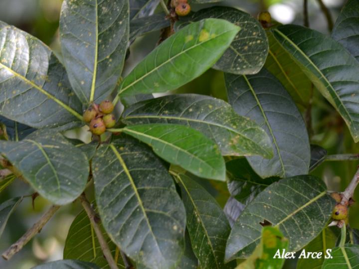 Ficus costaricana (Higuerón)