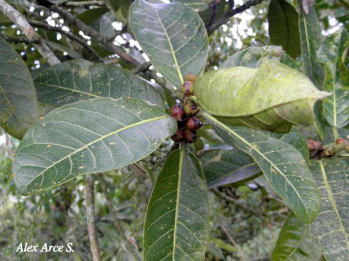 Ficus costaricana (Higuerón)