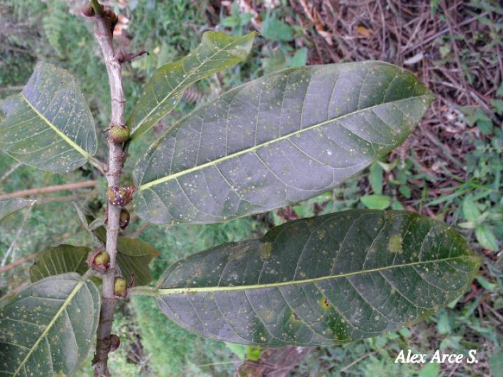 Ficus costaricana (Higuerón)