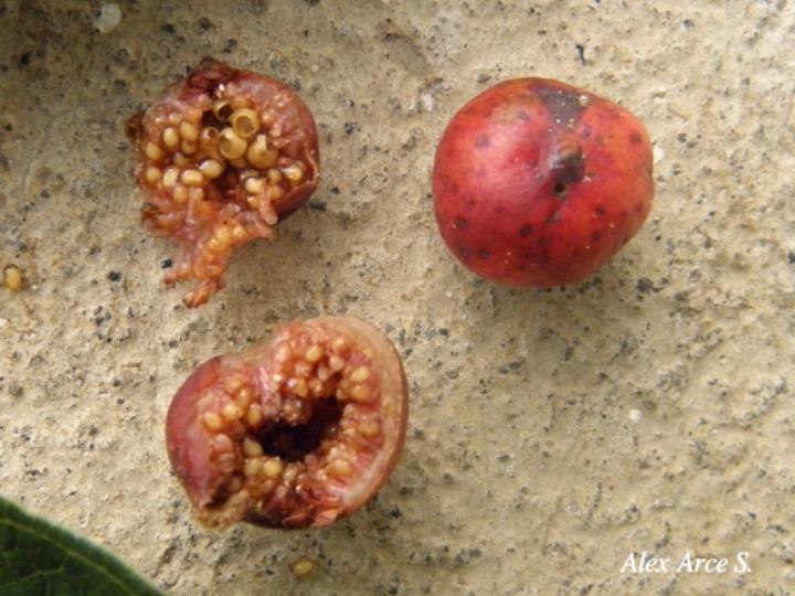 Ficus costaricana (Higuerón)
