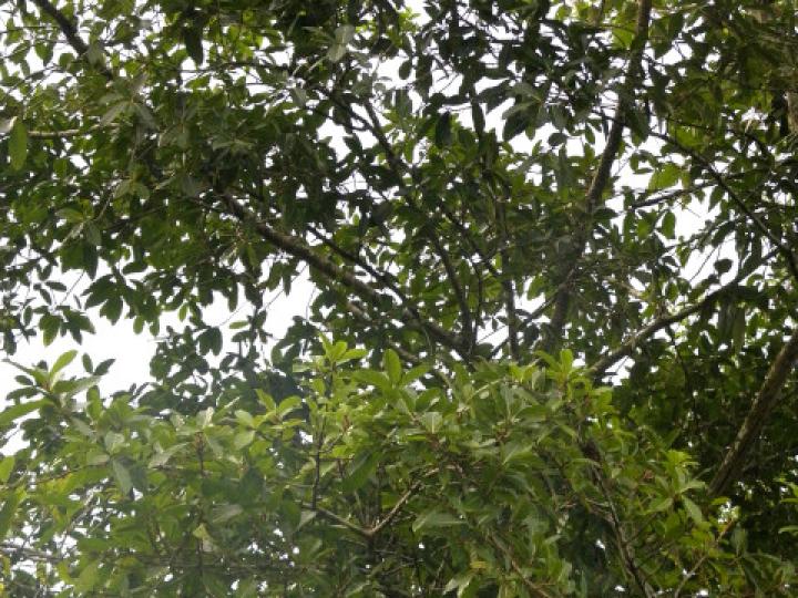 Ficus costaricana (Higuerón)