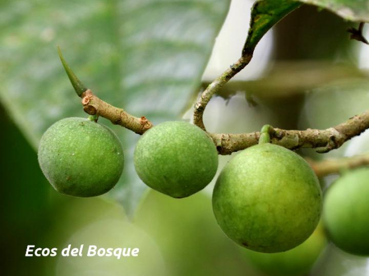 Ficus glaucescens