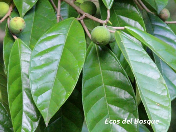 Ficus glaucescens