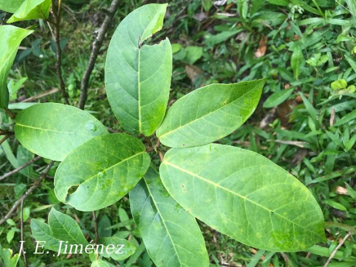 Ficus richteri