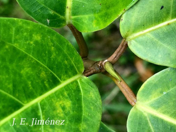 Ficus richteri