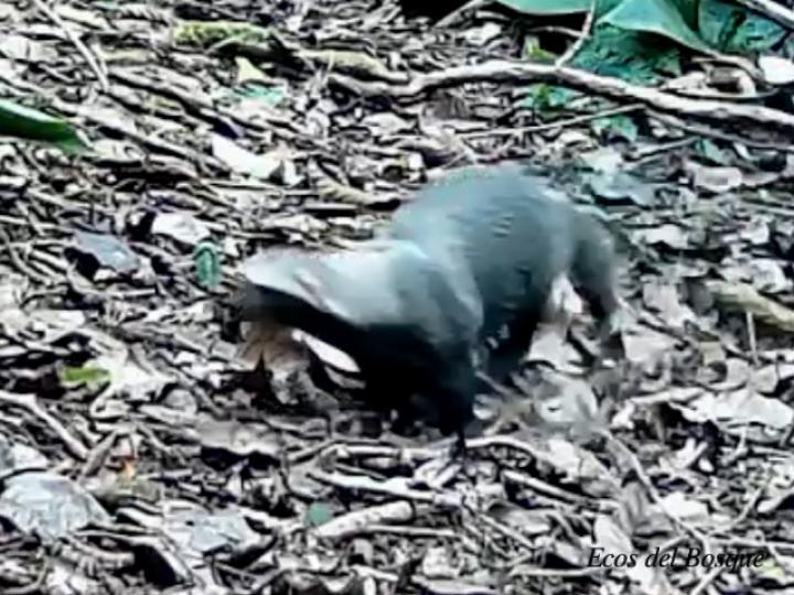 Galictis vittata (Tejón, grisón)