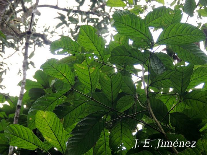 Guarea kunthiana (Cocora)