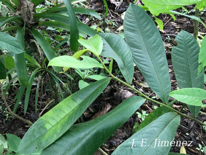 Guatteria aeruginosa (Anonillo)