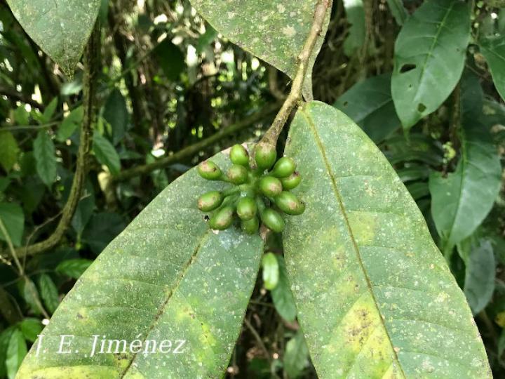 Guatteria aeruginosa (Anonillo)
