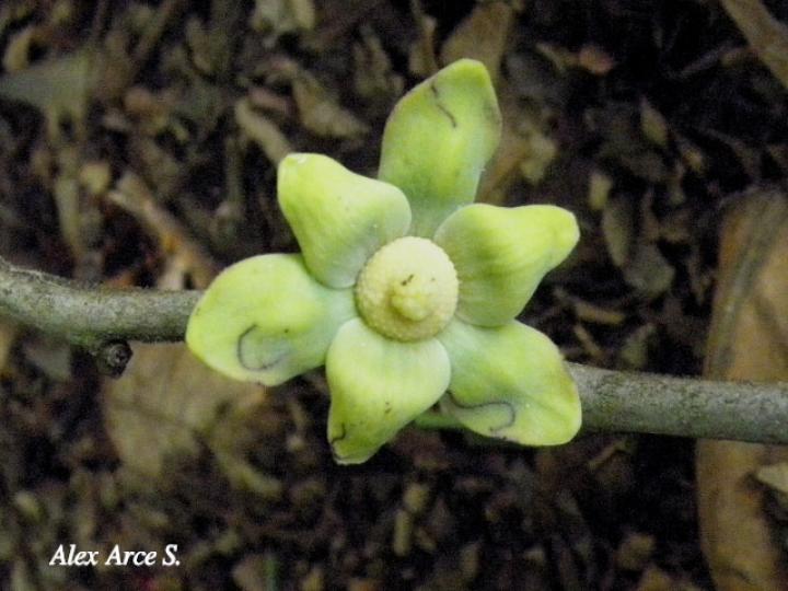 Guatteria aeruginosa (Anonillo)